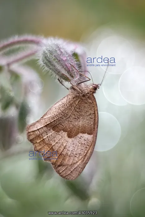  : Meadow Brown butterfly, Norfolk UK