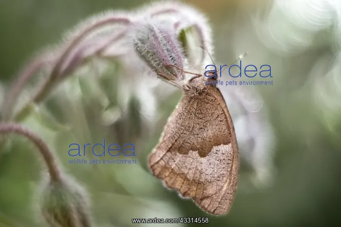  : Meadow Brown butterfly, Norfolk UK