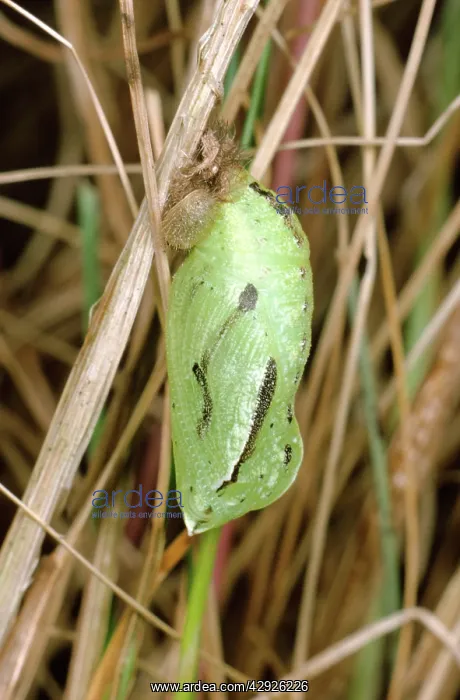 : Meadow Brown Butterfly - pupa : Meadow Brown Butterfly - pupa
