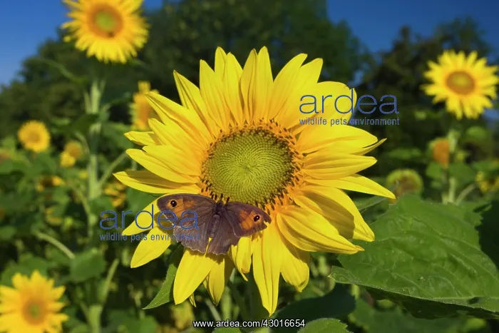 : Meadow Brown Butterfly on sunflower (Helianthus : Meadow Brown Butterfly on sunflower (Helianthus