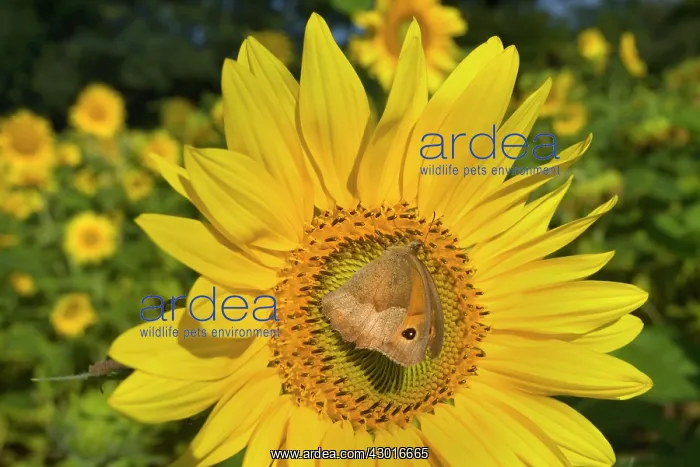  : Meadow Brown Butterfly on sunflower (Helianthus