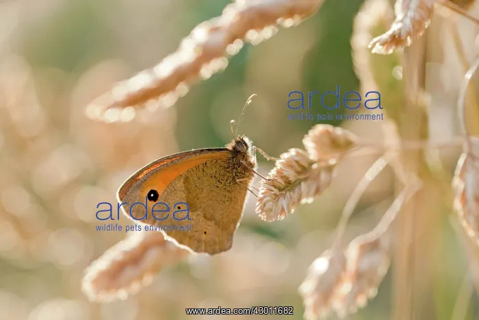  : Meadow Brown Butterfly - UK