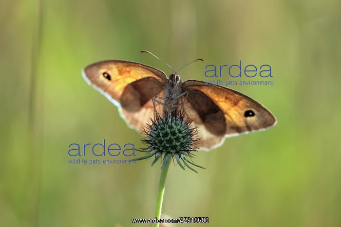 : Meadow Brown Butterfly - warming itself in early : Meadow Brown Butterfly - warming itself in early