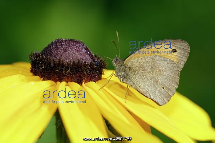 : Meadow Brown Butterfly - with wings closed in garden : Meadow Brown Butterfly - with wings closed in garden