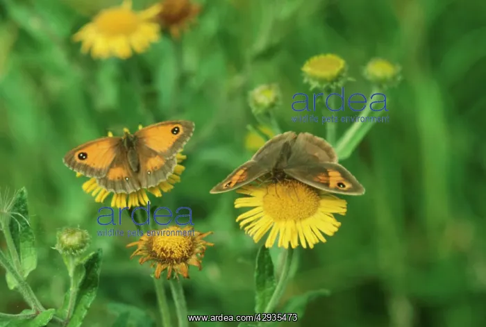 : Meadow Brown and Hedge Brown / Gatekeeper (Pyronia : Meadow Brown and Hedge Brown / Gatekeeper (Pyronia