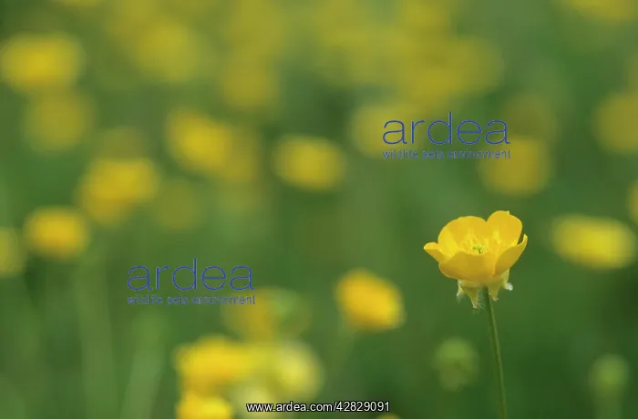 : Meadow Buttercup : Meadow Buttercup