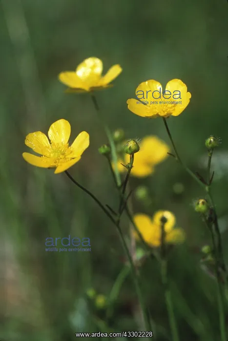 : MEADOW BUTTERCUP : MEADOW BUTTERCUP