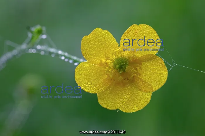: Meadow Buttercup - flower covered with morning dew : Meadow Buttercup - flower covered with morning dew