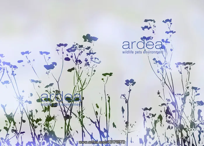 : Meadow buttercup, Ranunculus acris, abstract silhouettes of : Meadow buttercup, Ranunculus acris, abstract silhouettes of