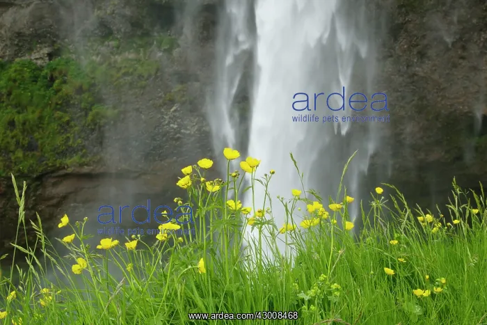 : Meadow Buttercups - by Seljalandsfoss Waterfall : Meadow Buttercups - by Seljalandsfoss Waterfall