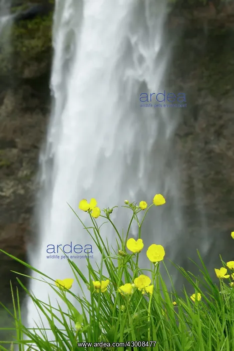 : Meadow Buttercups - by Seljalandsfoss Waterfall : Meadow Buttercups - by Seljalandsfoss Waterfall