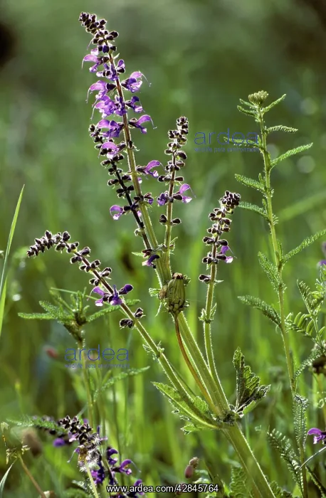  : Meadow Clary