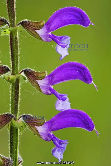 : Meadow Clary : Meadow Clary