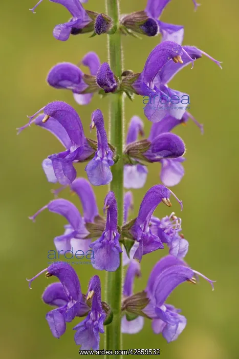  : Meadow Clary