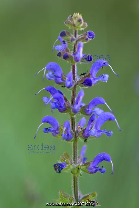 : Meadow Clary : Meadow Clary