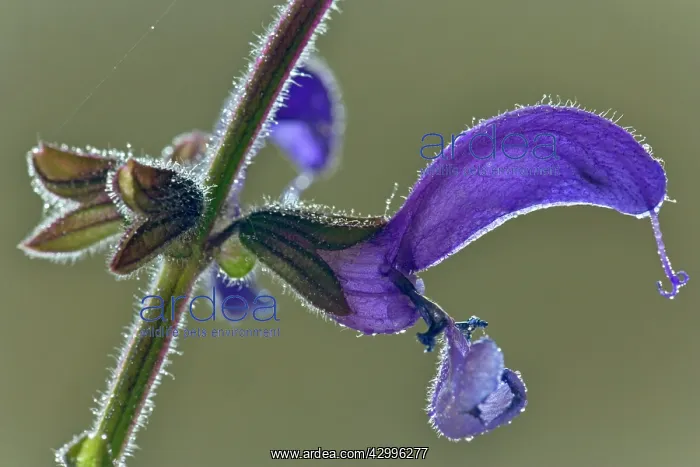 : Meadow Clary / Sage - lateral view of a single : Meadow Clary / Sage - lateral view of a single