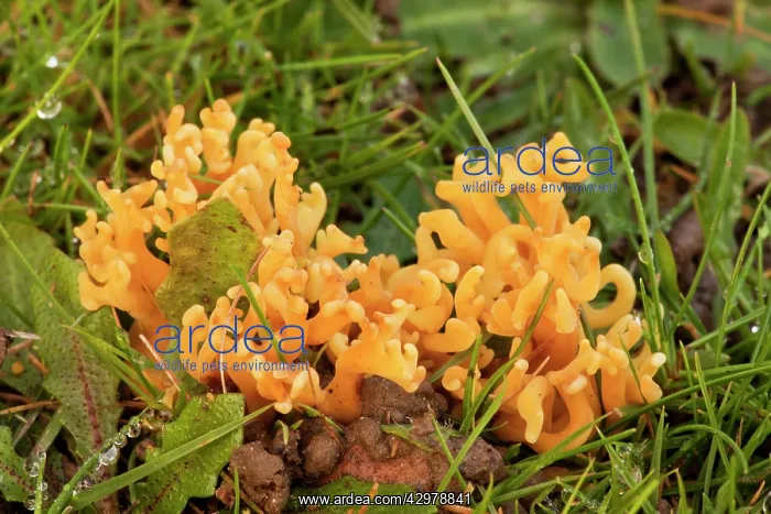 : Meadow Coral - in old grazed grassland : Meadow Coral - in old grazed grassland