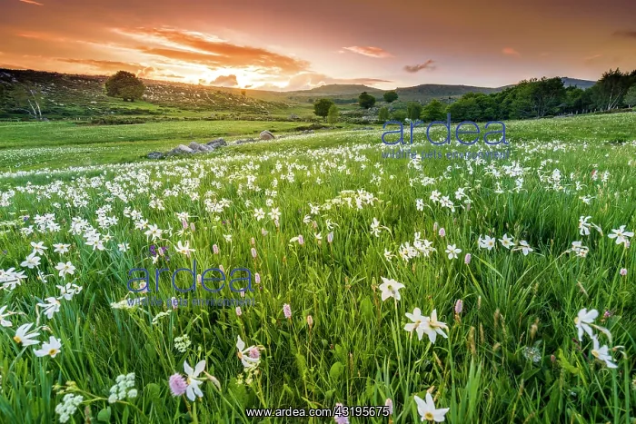 : Meadow covered with Poets Narcissus (Narcissus : Meadow covered with Poets Narcissus (Narcissus
