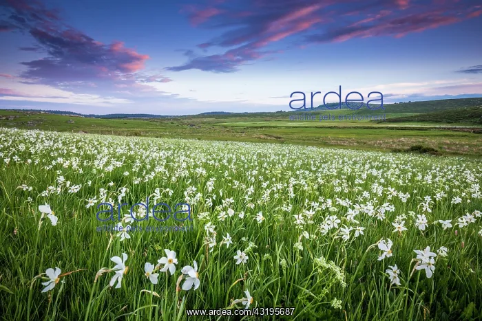 : Meadow covered with Poets Narcissus (Narcissus : Meadow covered with Poets Narcissus (Narcissus