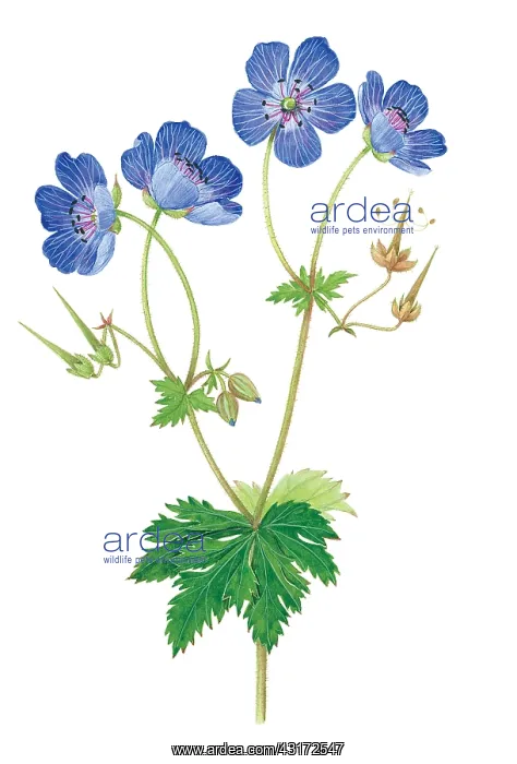  : Meadow Crane's Bill. The purple-blue flowers of