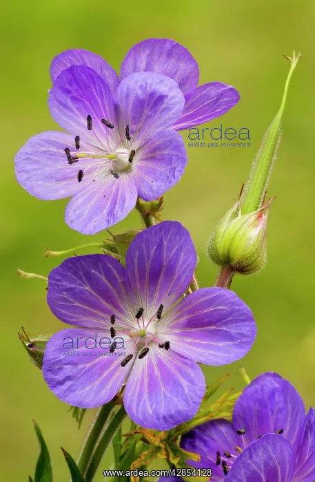 : Meadow Cranesbill : Meadow Cranesbill