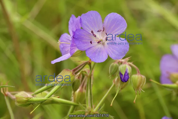 : Meadow cranesbill : Meadow cranesbill