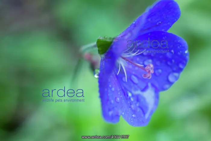 : Meadow Cranesbill : Meadow Cranesbill