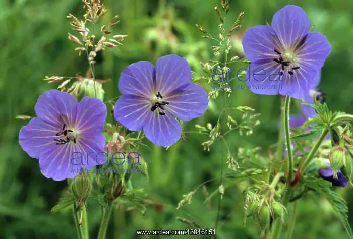 : Meadow Cranesbill : Meadow Cranesbill