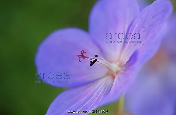 : Meadow cranesbill : Meadow cranesbill