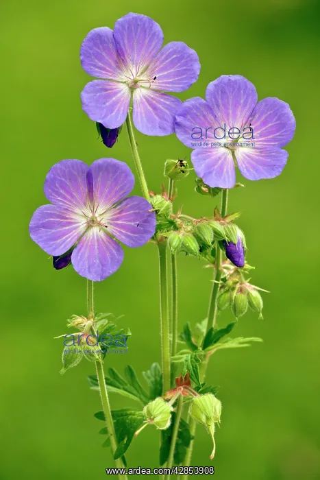 : Meadow Cranesbill in flower : Meadow Cranesbill in flower