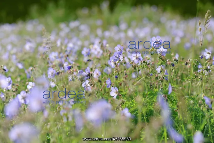 : Meadow cranesbill, Geranium pratense, wildflower meadow in N : Meadow cranesbill, Geranium pratense, wildflower meadow in N