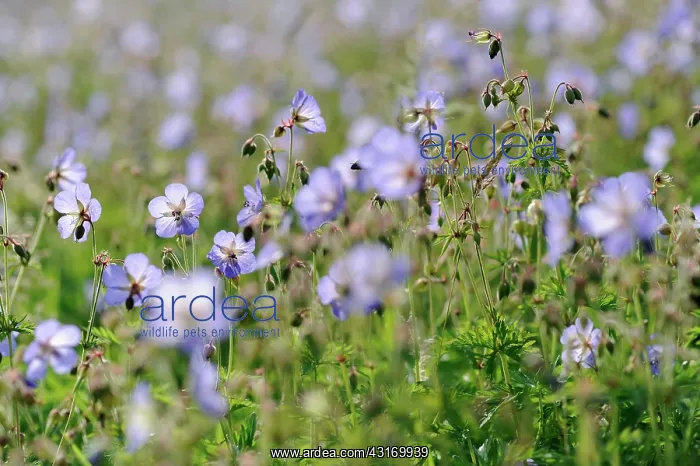 : Meadow cranesbill, Geranium pratense, mass of flowers and bu : Meadow cranesbill, Geranium pratense, mass of flowers and bu