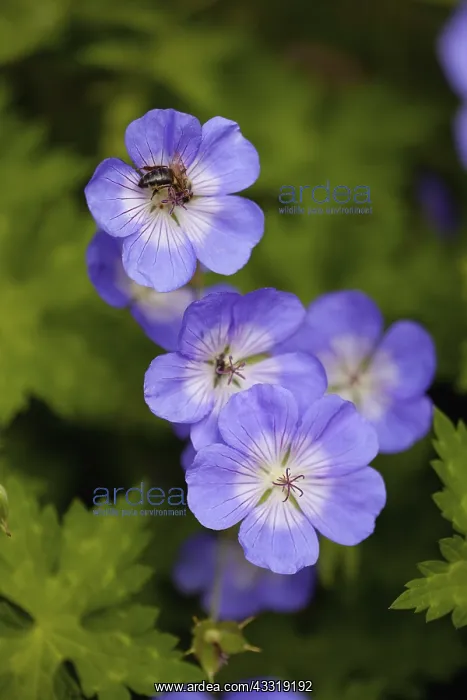 : Meadow cranesbill, Geranium pratense, Mauve coloured : Meadow cranesbill, Geranium pratense, Mauve coloured