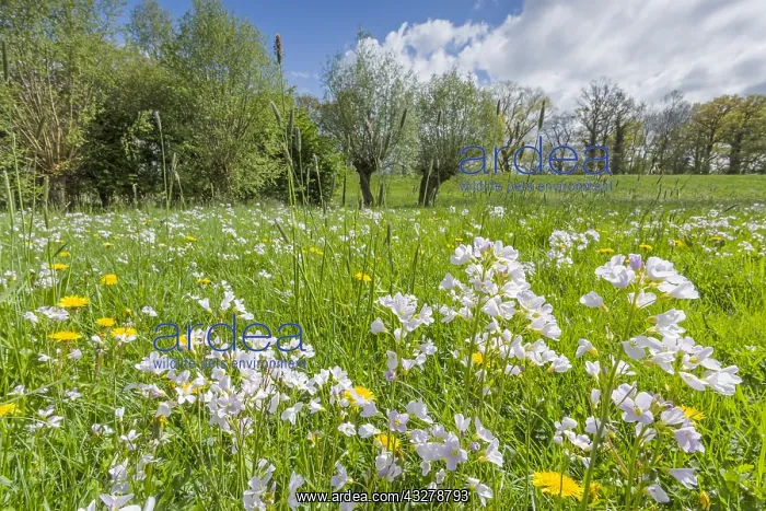 : Meadow with Cuckoo Flower (Cardamine pratensis) : Meadow with Cuckoo Flower (Cardamine pratensis)