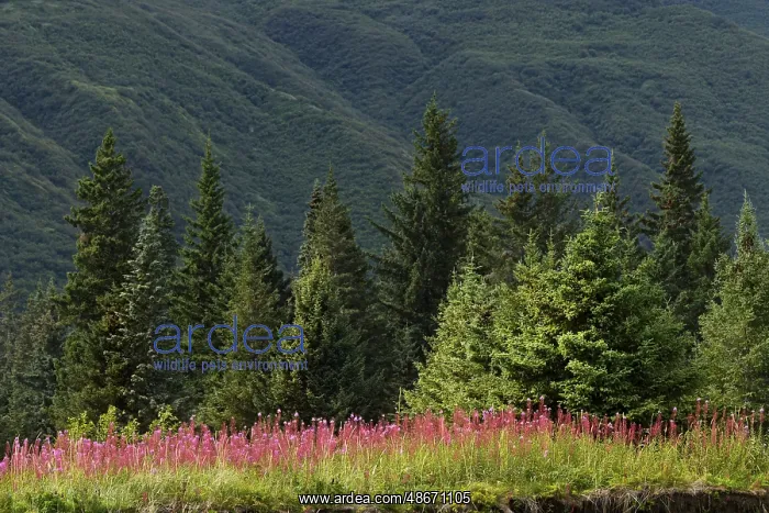  : Meadow of fireweed flowers in the fall, Lake Clark National