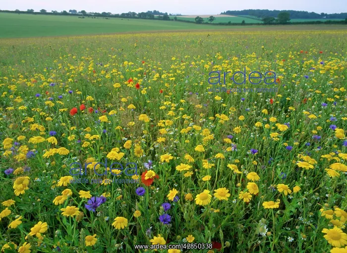 : Meadow Flowers - Corn Maigold, Cornflower, Poppies : Meadow Flowers - Corn Maigold, Cornflower, Poppies