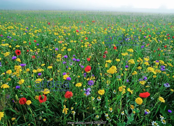 : Meadow Flowers - Cornfield weeds, Cornflowers : Meadow Flowers - Cornfield weeds, Cornflowers