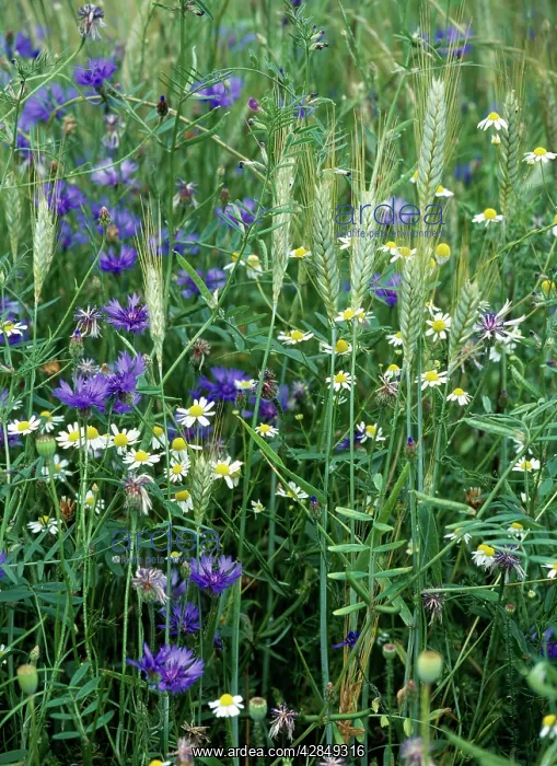 : Meadow Flowers - Cornflower & Mayweed in corn crop : Meadow Flowers - Cornflower & Mayweed in corn crop