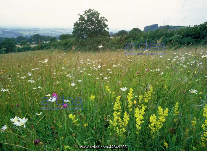 : Meadow Flowers - with Dyer's Greenweed & Ox-eye daises : Meadow Flowers - with Dyer's Greenweed & Ox-eye daises