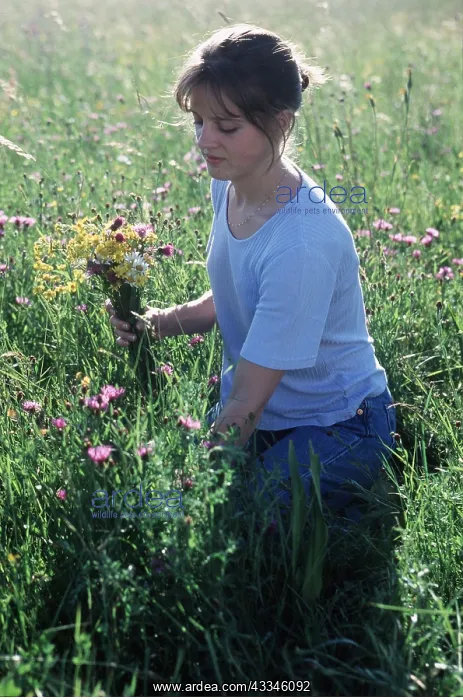 : MEADOW FLOWERS - girl picking : MEADOW FLOWERS - girl picking