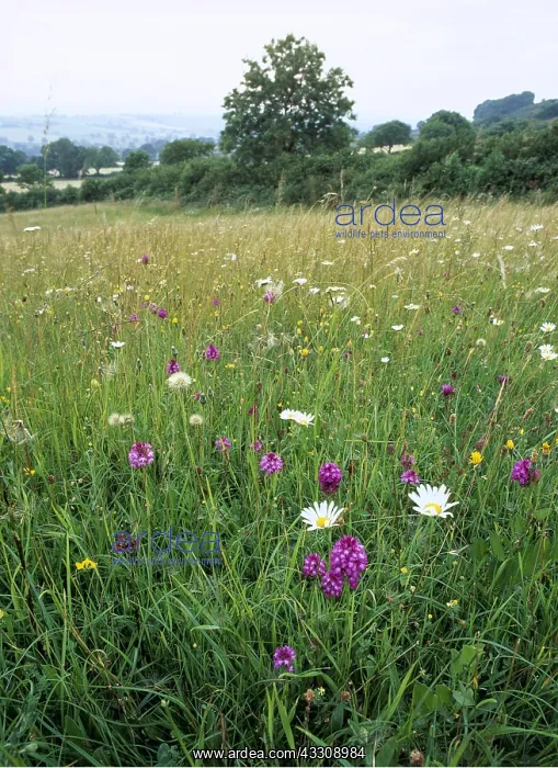  : MEADOW FLOWERS - Old hay meadow with pyramidal orchids
