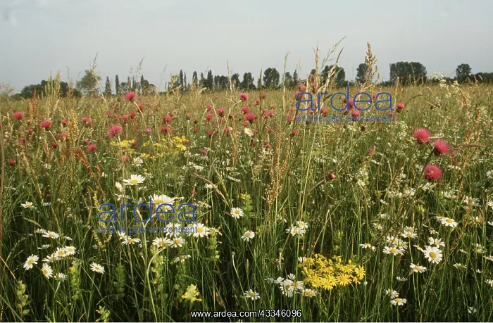 : MEADOW FLOWERS - Ox-eye DAISY / Marguerite, Knapweed : MEADOW FLOWERS - Ox-eye DAISY / Marguerite, Knapweed