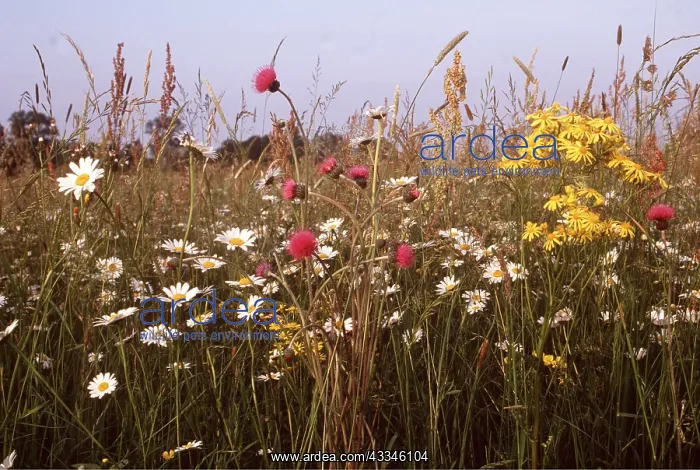 : MEADOW FLOWERS - Ox-eye DAISY / Marguerite, Knapweed : MEADOW FLOWERS - Ox-eye DAISY / Marguerite, Knapweed