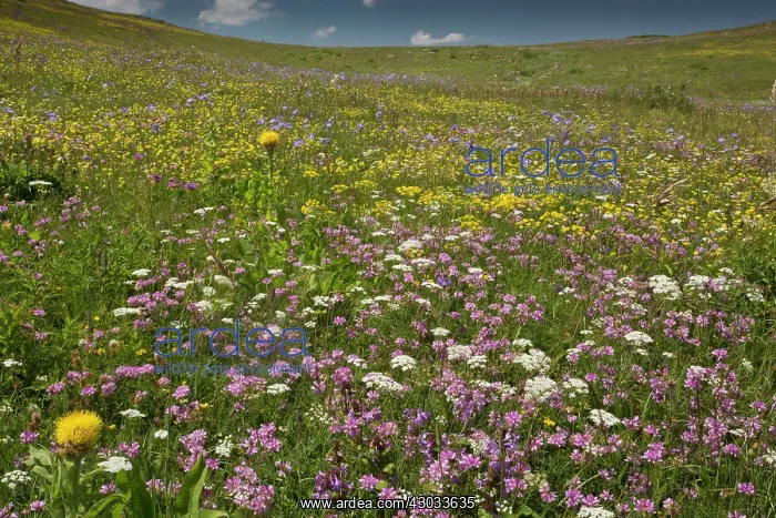  : Meadow flowery grasslands at about 6500 feet (2000