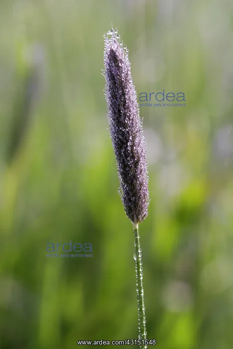 : Meadow Foxtail : Meadow Foxtail