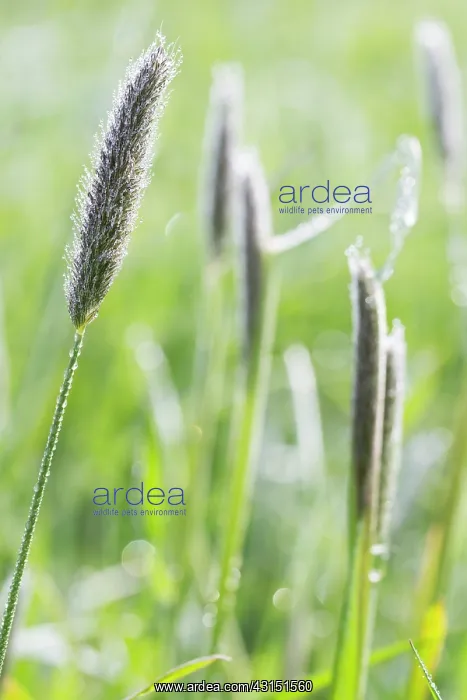 : Meadow Foxtail : Meadow Foxtail