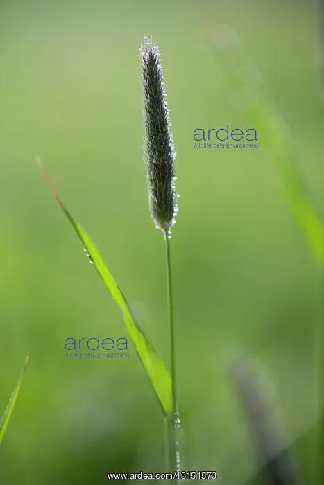 : Meadow Foxtail : Meadow Foxtail