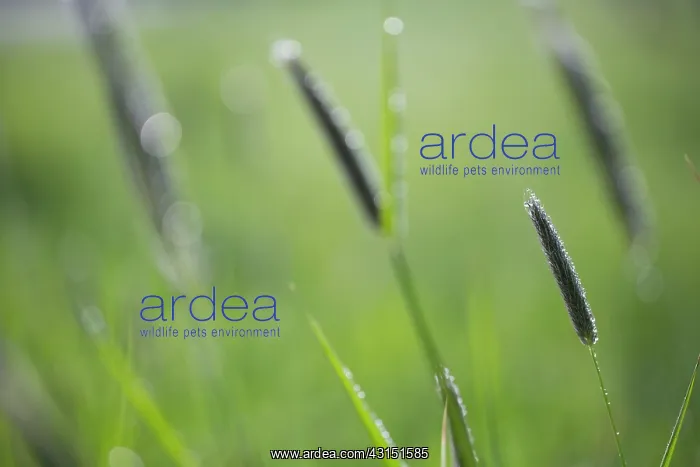 : Meadow Foxtail : Meadow Foxtail