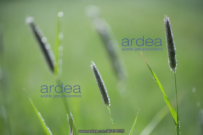 : Meadow Foxtail : Meadow Foxtail