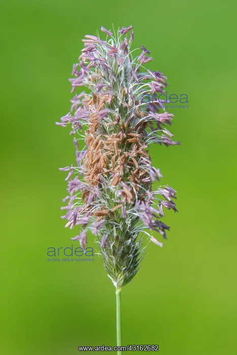 : Meadow Foxtail : Meadow Foxtail